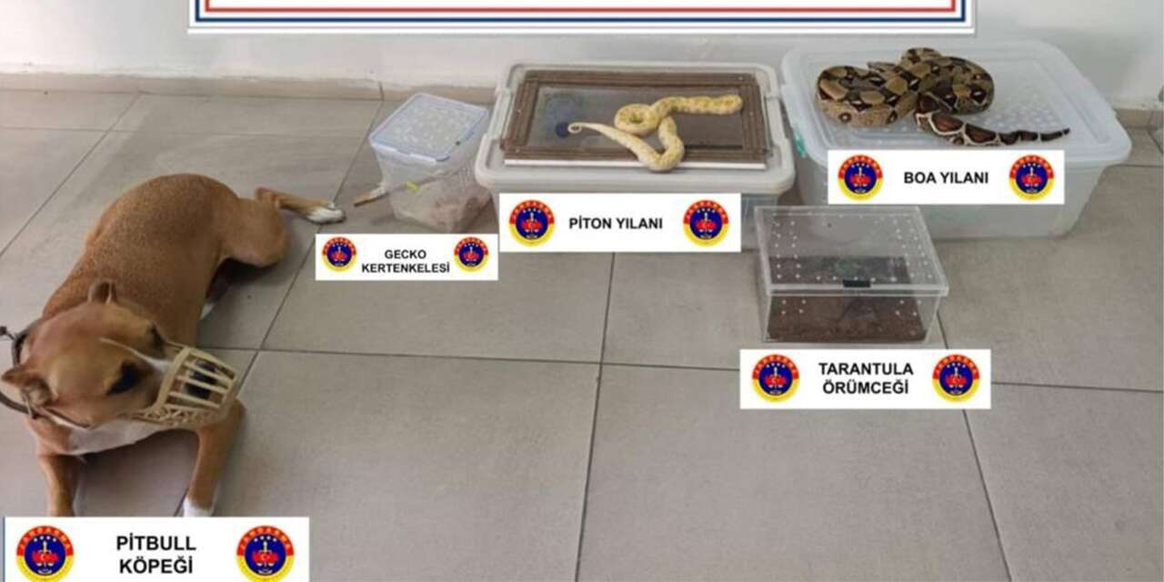 Evde kurulan hayvanat bahçesi ekipleri şaşkına çevirdi