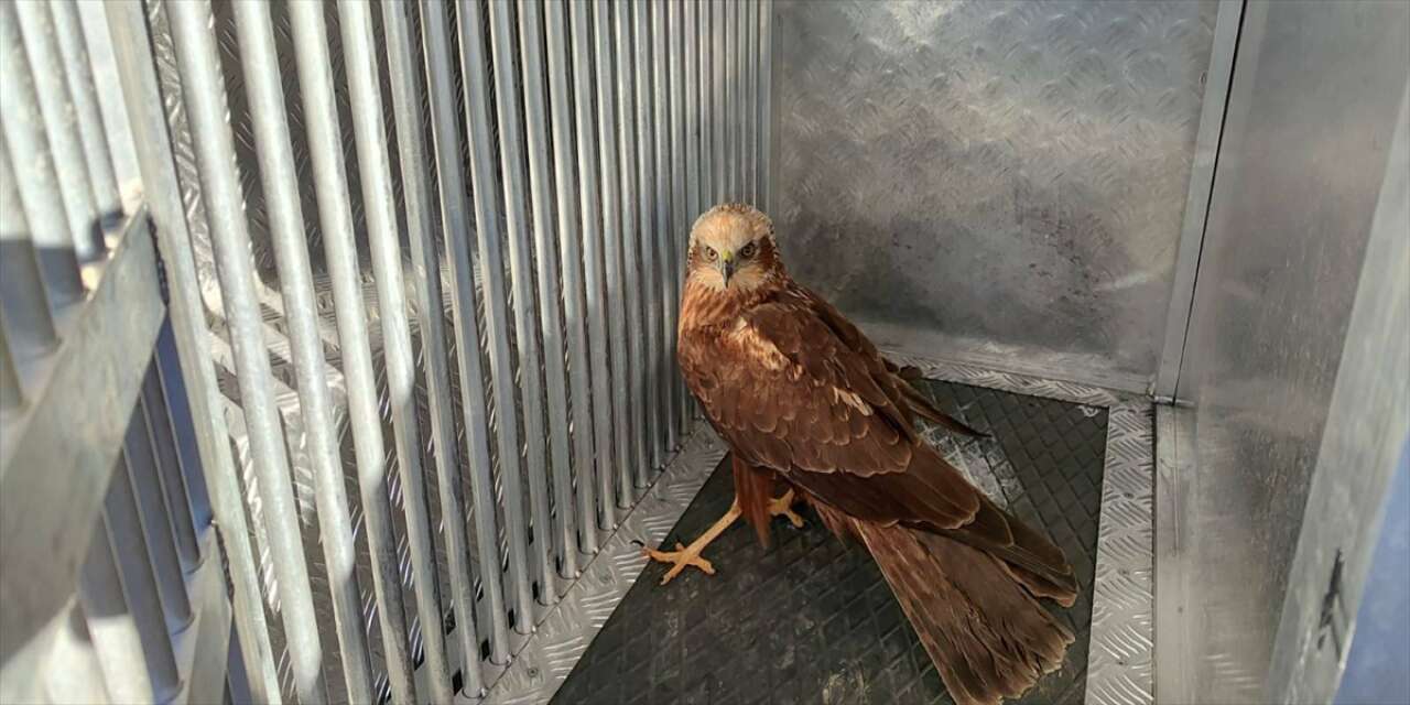 Bitkin halde bulunan kızıl şahine şefkat eli