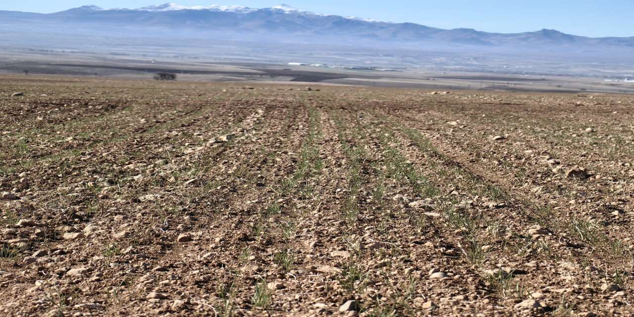 Konya’da geçen yıl üreticiyi üzen araziler şimdi umut veriyor