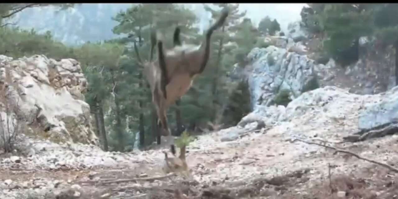 Yaban keçisi havada süzüldü, foto kapan yakaladı