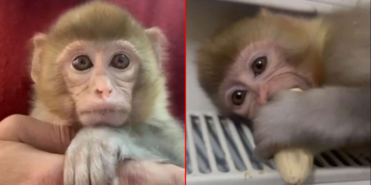 İhbar üzerine harekete geçildi! Yavru maymun artık güvende