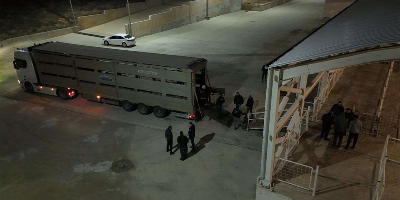 Sonunda bunu da yaptılar! Koyunların karnından çıkanlar şok etti