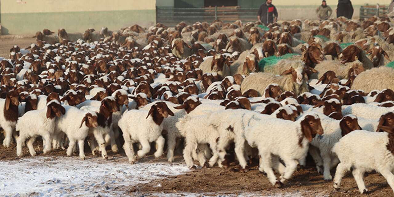 Türkiye’nin dev çiftliğinde bereket! 60 bin kuzu dünyaya geldi