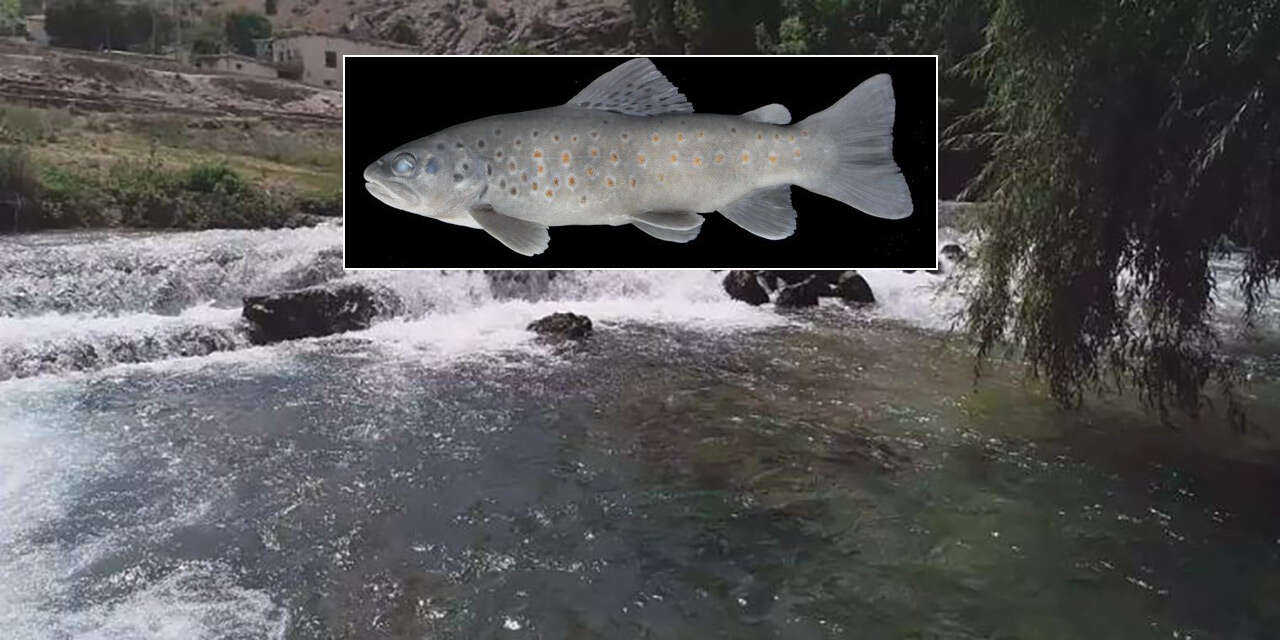 Konya’da keşfedildi, bilim dünyasına kazandırıldı