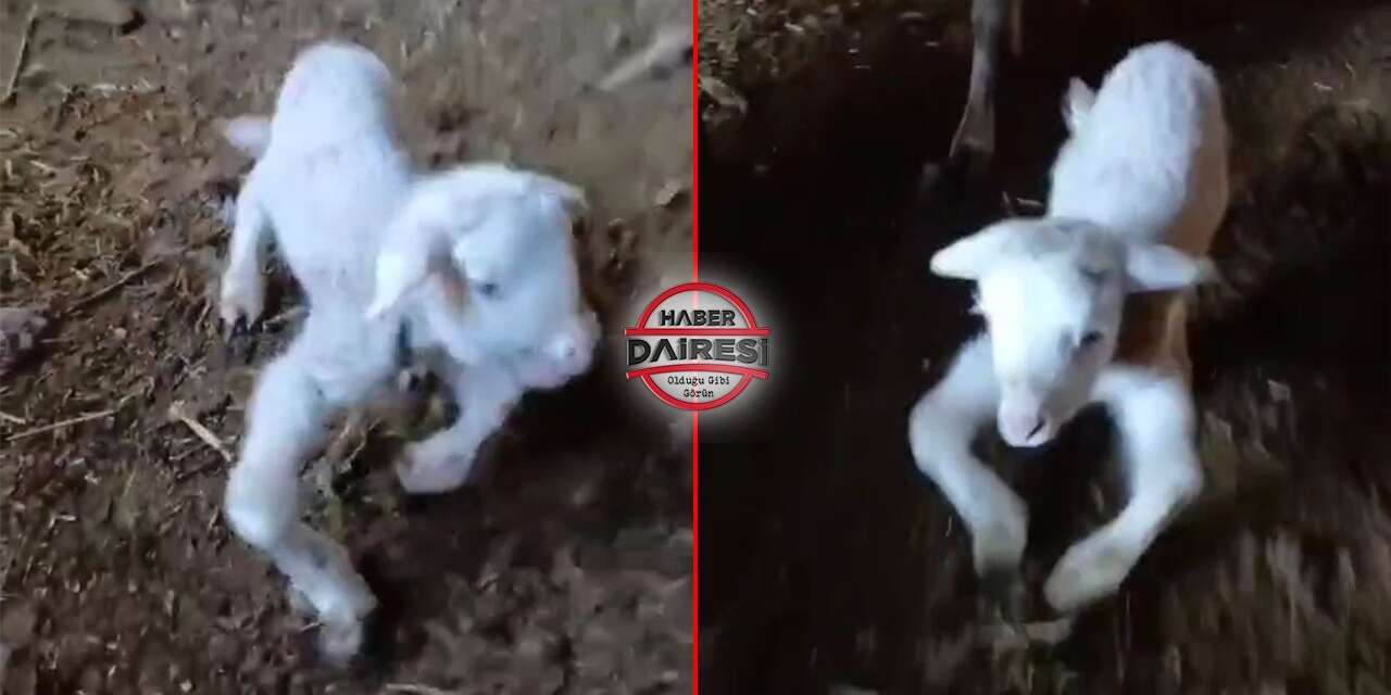 Görüntü Konya’dan! Engelli kuzu özel bakımla hayatta tutuluyor