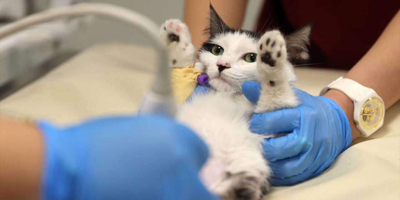 Kedi ve köpek sahipleri için son gün! Çip taktırmayana ceza var