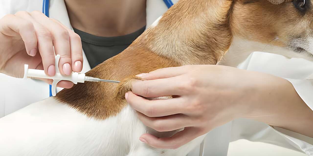 Konya’da köpekler kayıt altında! Hepsine çip takılıyor