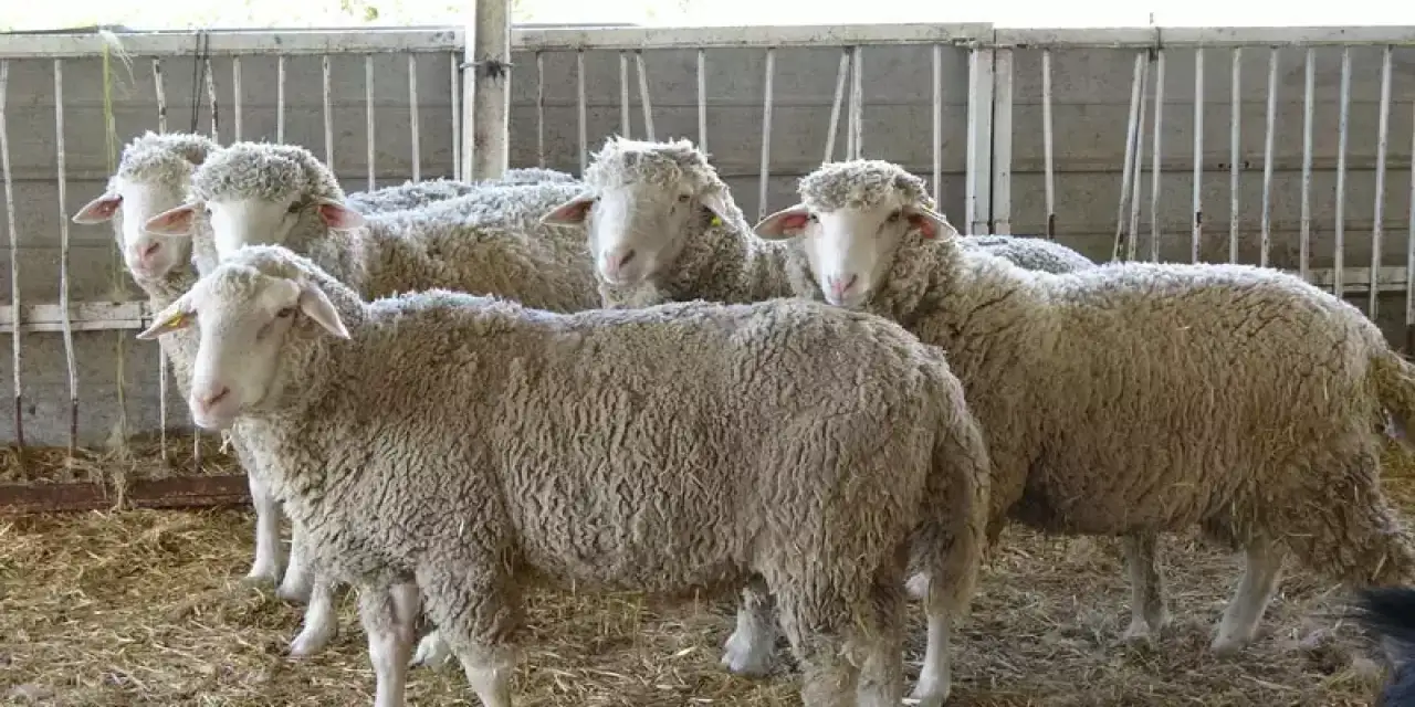 Konya Ereğli’de 36 günlük karantina kaldırıldı