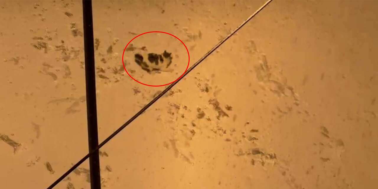 2026’nın ilk karında yüzleri güldüren görüntü