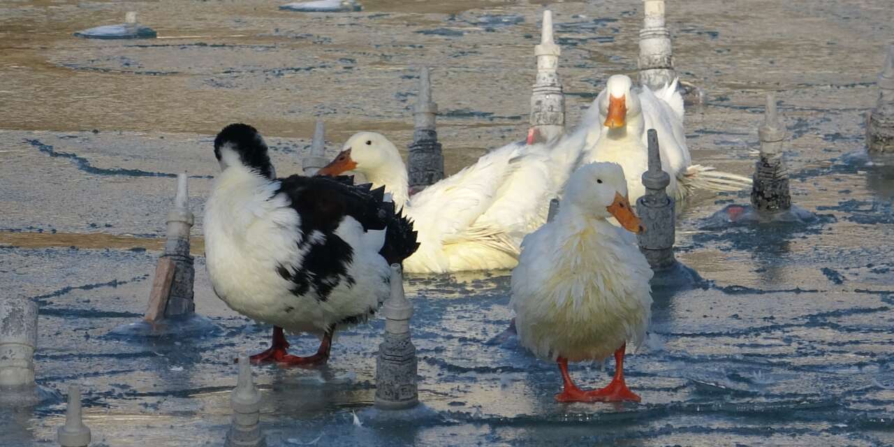 Yeterince kar görmeyen Konya dondu! Süs havuzları buz tuttu