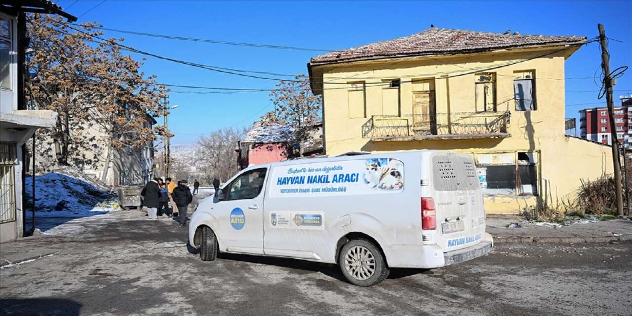 Sahipsiz köpekler çocuğa saldırdı