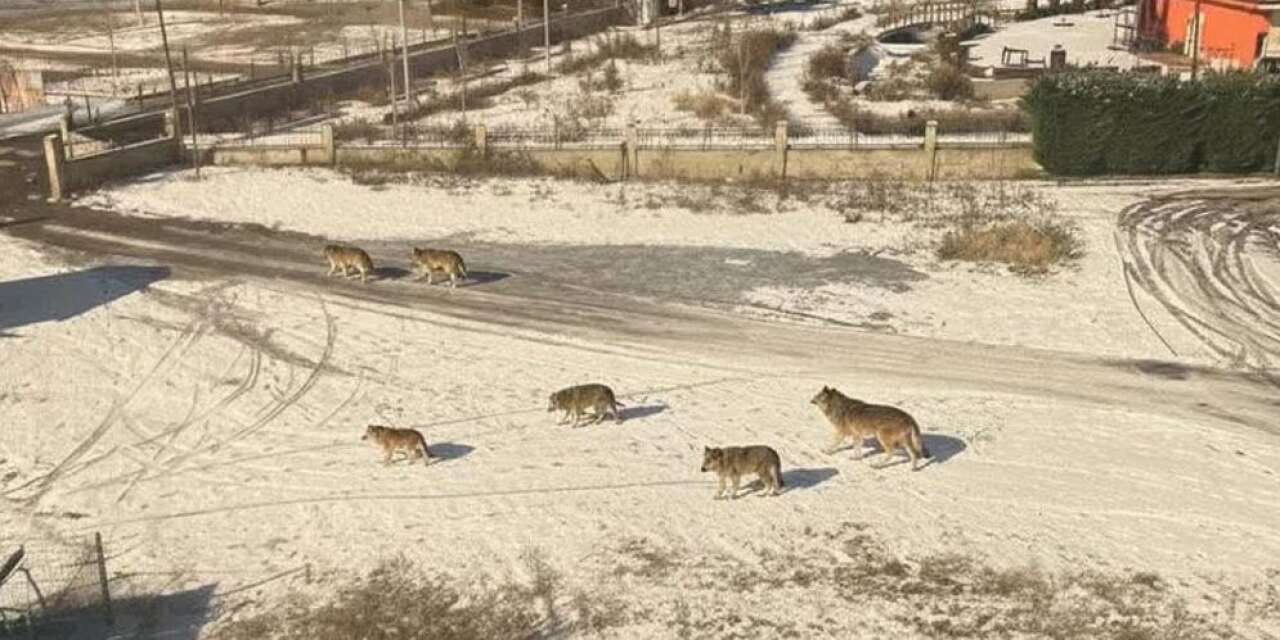 Görüntü Konya’dan! Kurtlar gündüz vakti şehre indi