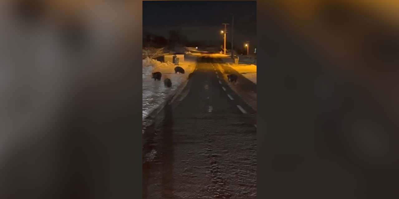 Konya’da domuzlar evlerin yakınında gezdi