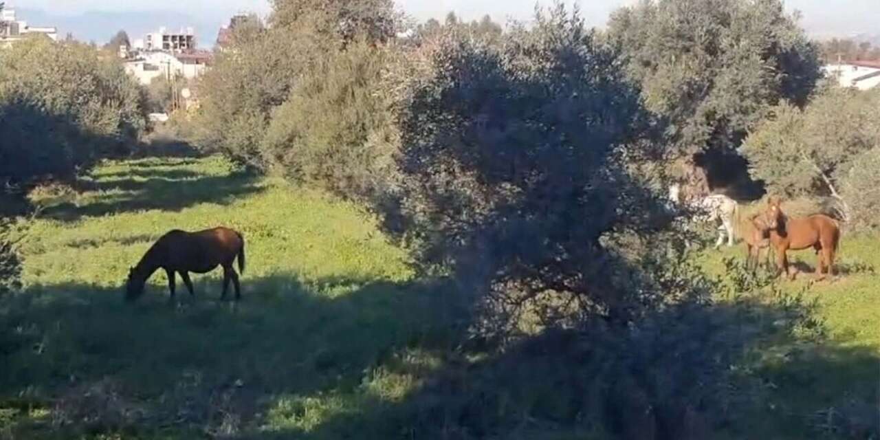Yiyecek arayan yılkı atları şehir merkezine indi