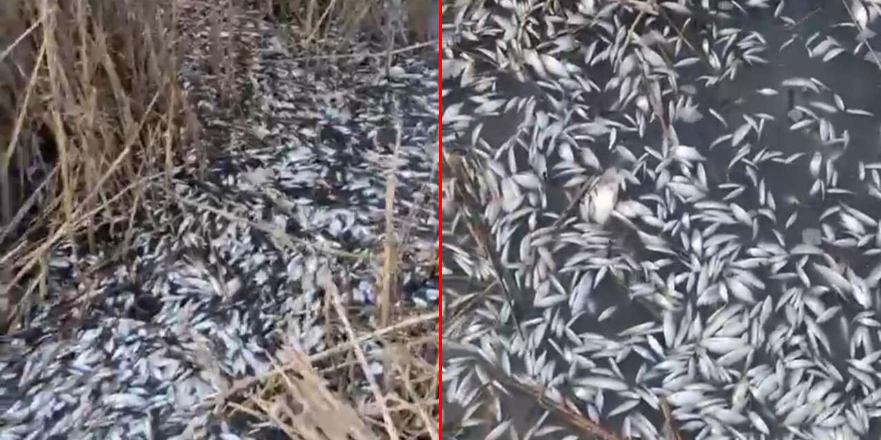Korkutan manzara! Dere kenarında binlerce balık ölü bulundu
