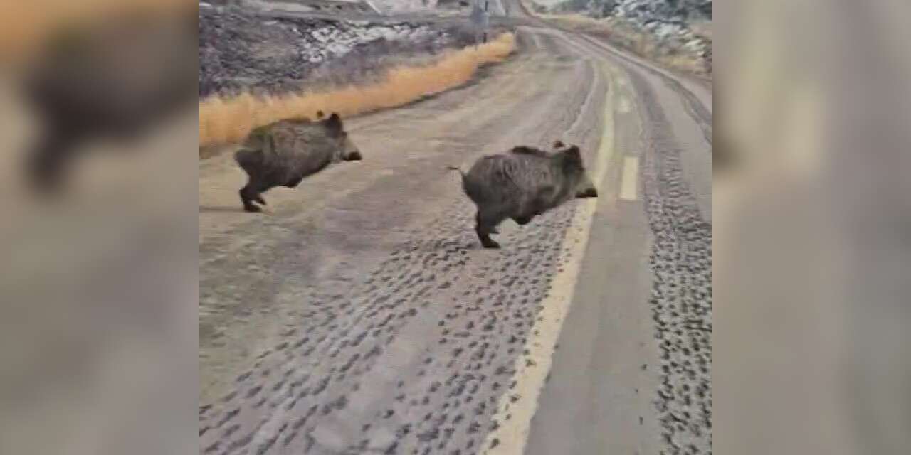 Konya’da domuz sürüleri cirit atıyor