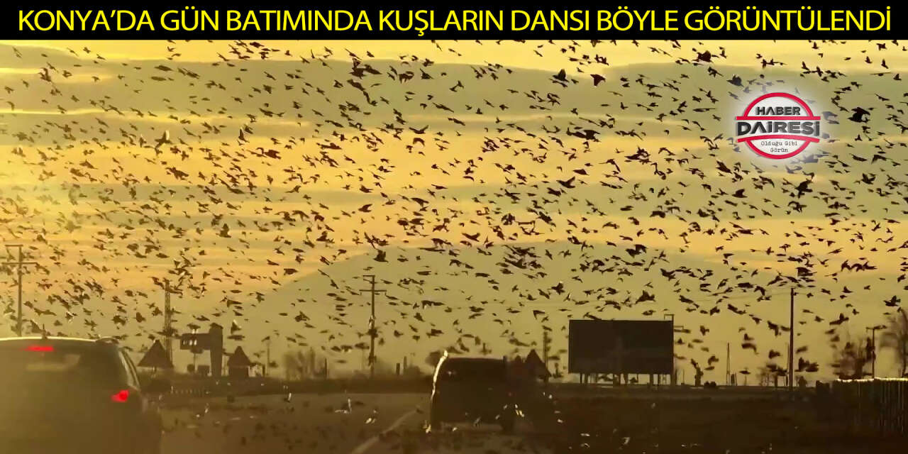 Konya’da gün batımında kuşların büyüleyici dansı