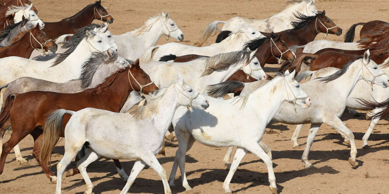 TİGEM’de 120 Safkan Arap Tayı satışa çıkacak