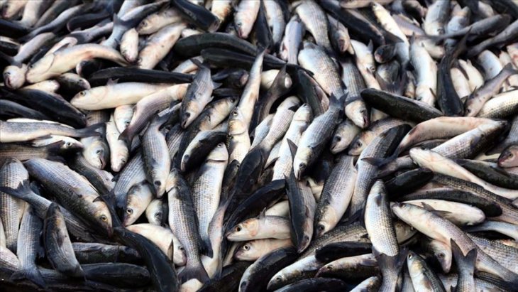 Kovid-19'a karşı sağlıklı beslenmek için balık tüketim kampanyası