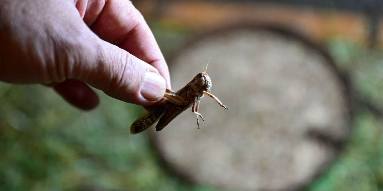 Antalya’da üretilen böcekler Konya’da köpek mamasına dönüşüyor