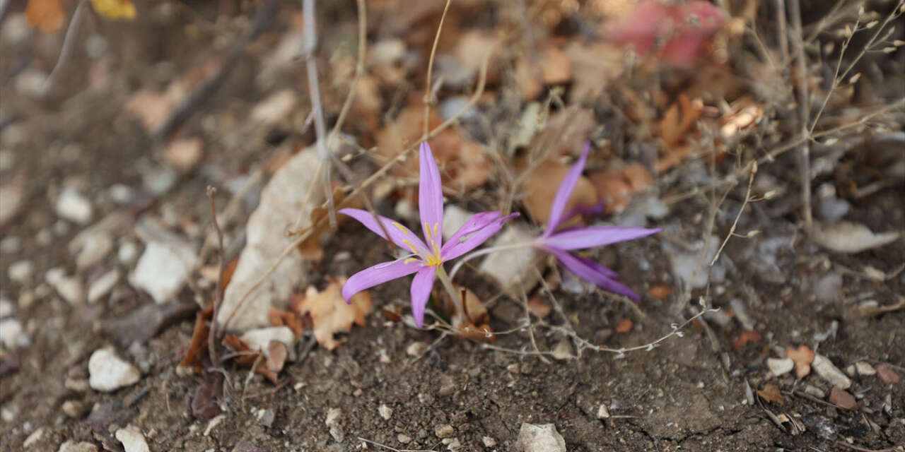 Kulağının arkasına takanlar oluyordu! 5 antik kentin endemik bitkileri tanıtılıyor