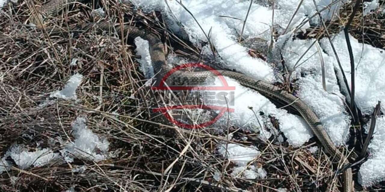 Konya’da görüldü! Bilim dünyası da şaşkın