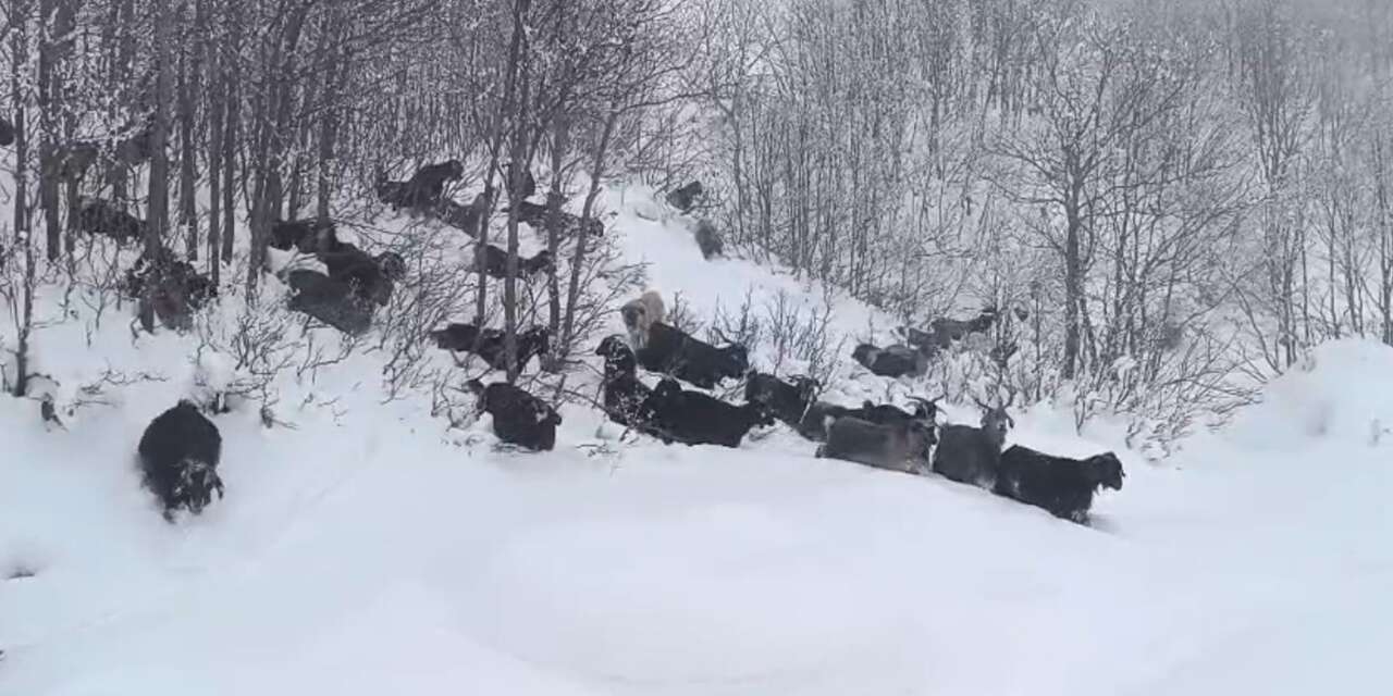 Hayvanlarını otlatan çoban, yaban domuzunun saldırısına uğradı
