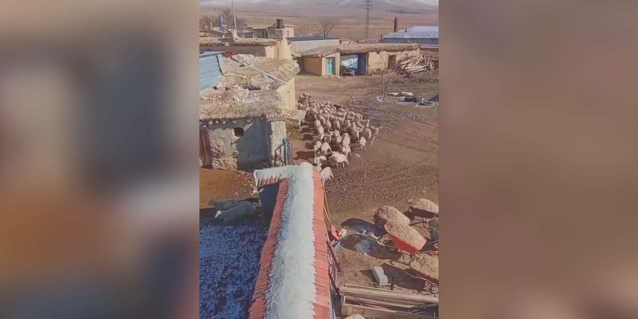 Konya Ilgın’da kuzular anneleriyle böyle buluştu