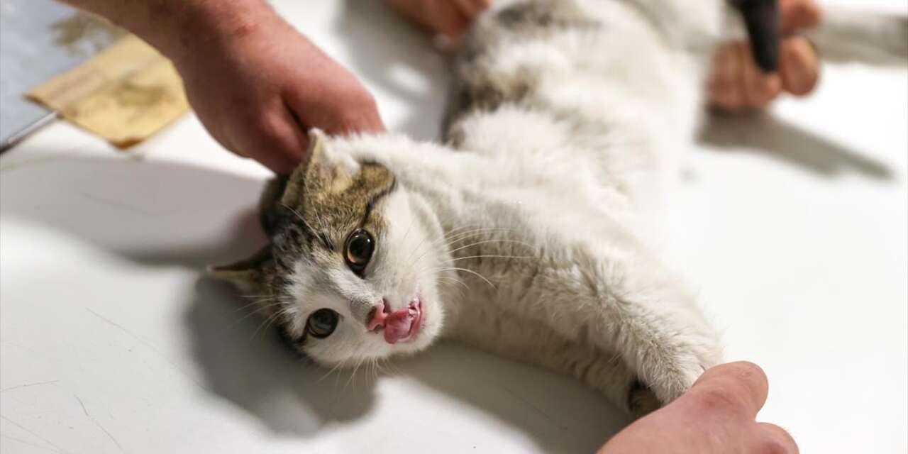 Konya’da kedi ve köpek sahipleri artık diş sağlığına da önem veriyor