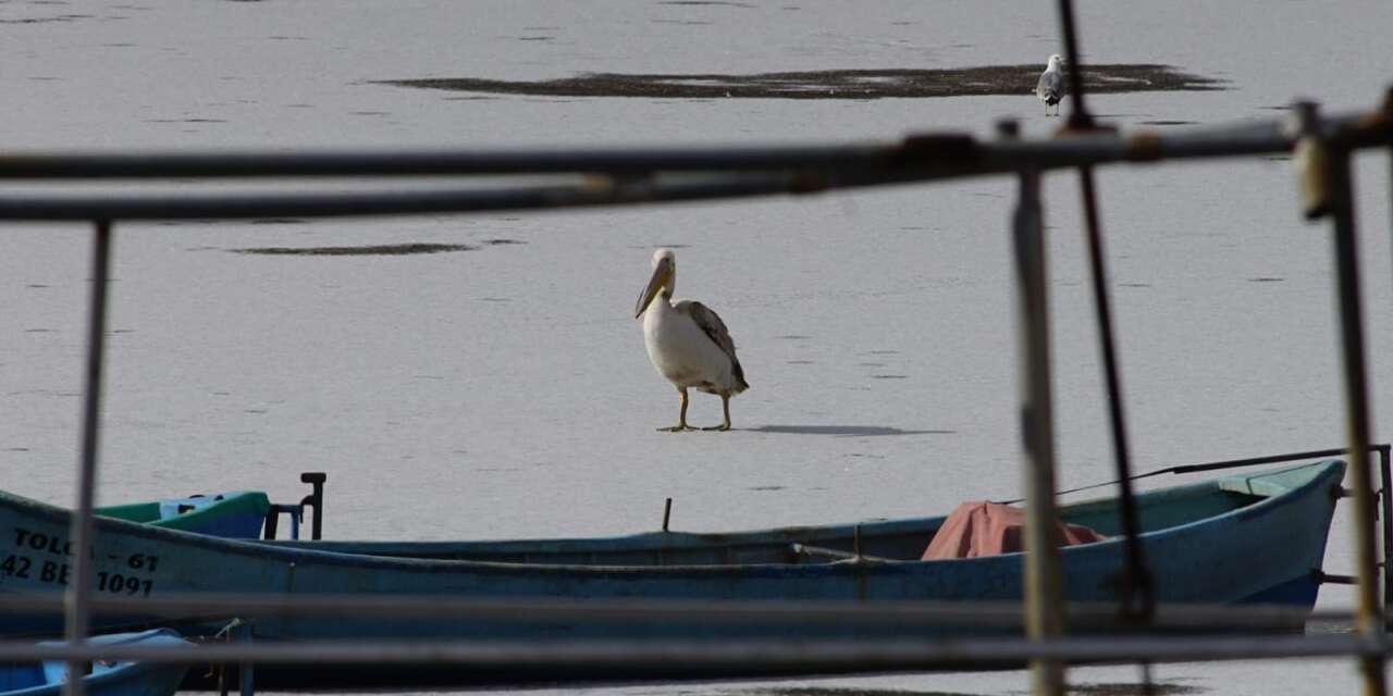 Beyşehir Gölü’nde kış sürprizi! Duyan fotoğraf çekmeye koştu