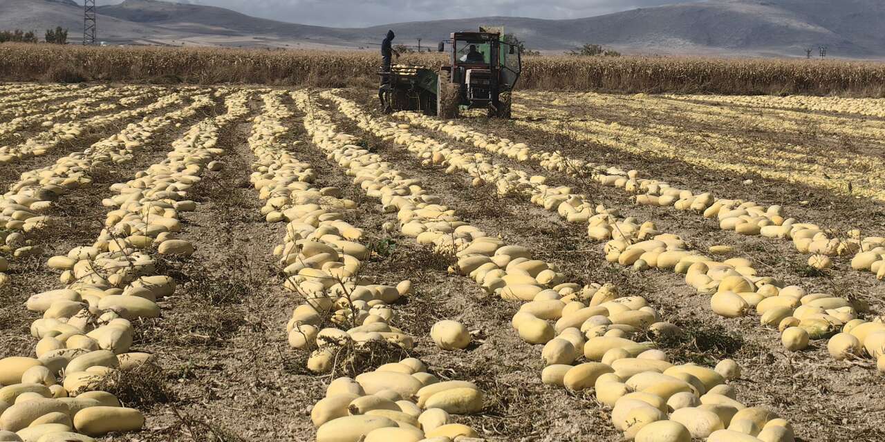 Konya çiftçisi kararsız