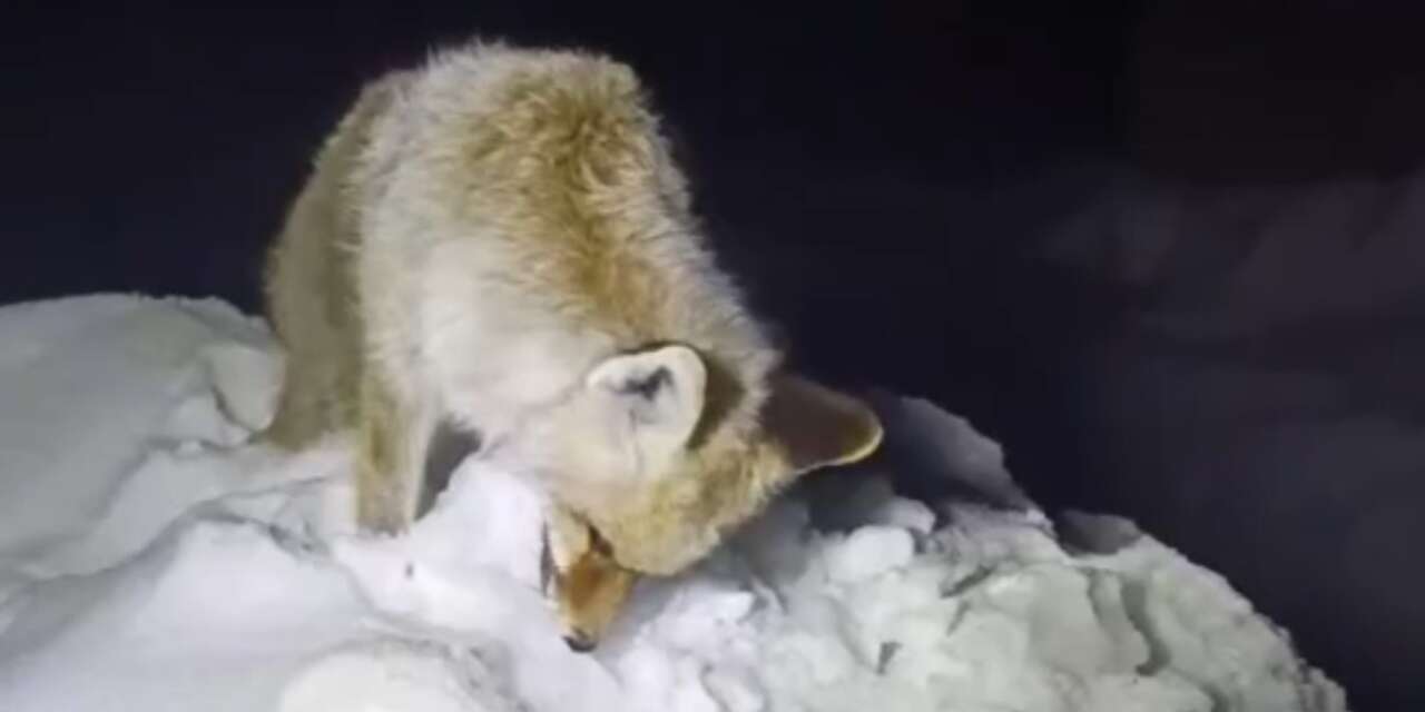 Sibirya değil, Türkiye! Tilki heykel gibi dondu