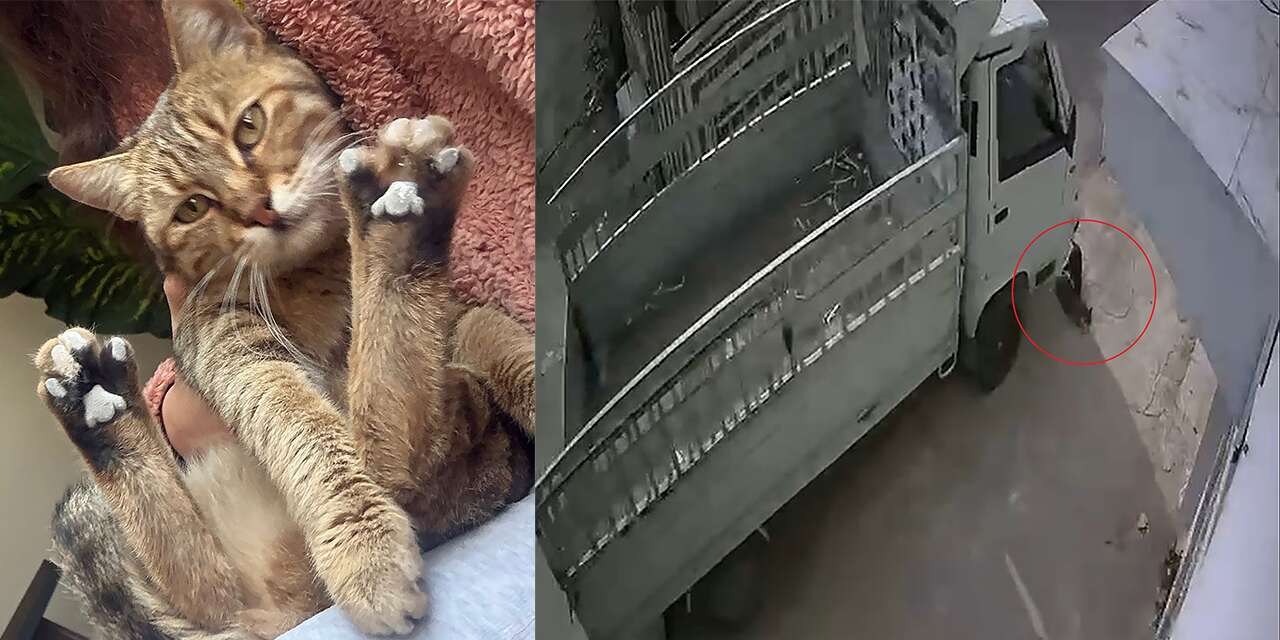 Kediyi ezen sürücüye mahkemeden örnek ceza! 1 ay onlara hizmet edecek