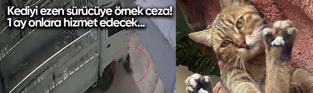 Kediyi ezen sürücüye mahkemeden örnek ceza! 1 ay onlara hizmet edecek