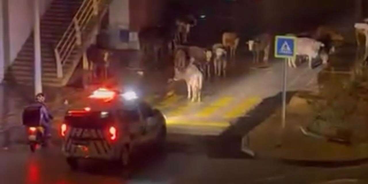 Polis megafonundan güldüren anons: İnekler dağılın