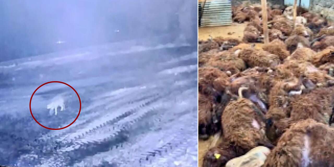 Sis çökünce ağıla girdi, 2,5 saatte 200 koyunu öldürdü