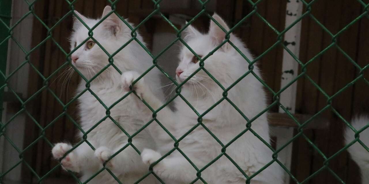 Bu merkez 700 can dostunu sahiplendirdi