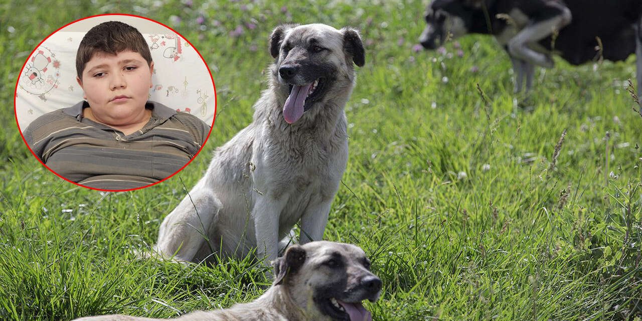 Köpekler 12 yaşındaki çocuğu hastanelik etti