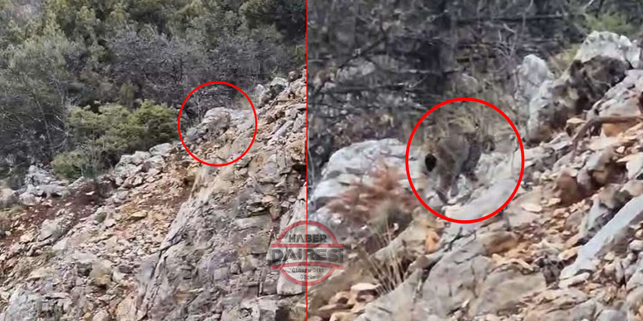 Konya’da ilginç karşılaşma! Hemen telefona sarıldı, tepkisi gülümsetti