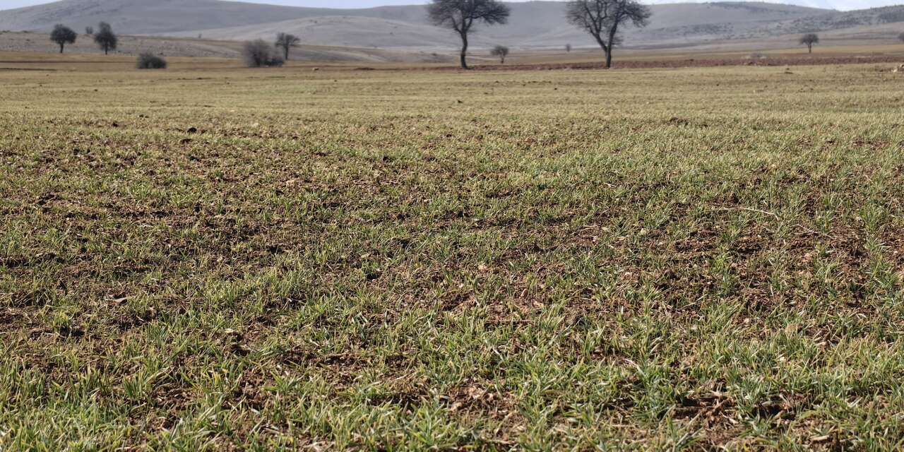 Geçen yıl kavrulan Konya’nın kıraç arazileri bu yıl coşuyor