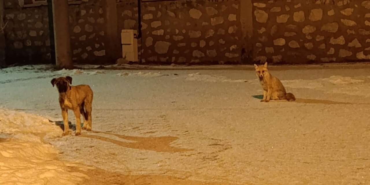 Konya’da sıra dışı dostluk! Çarşıda görüntülendiler