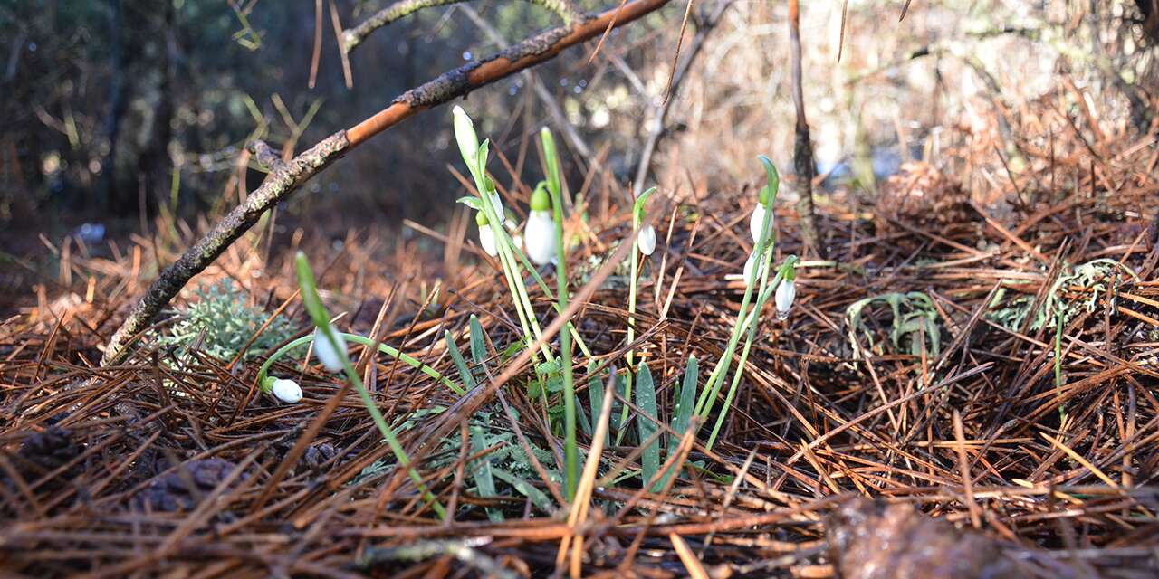 Bu çiçeği koparan yandı! Cezası 700 bin TL