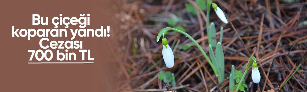 Bu çiçeği koparan yandı! Cezası 700 bin TL