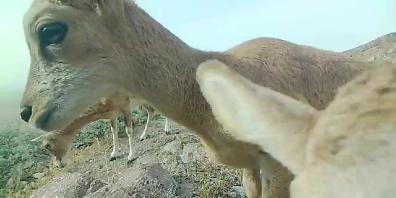 Muhteşem anlar! Karaman’ın koyunları yavrularıyla fotokapana yakalandı