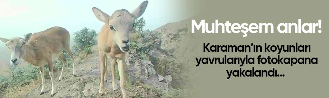 Muhteşem anlar! Karaman’ın koyunları yavrularıyla fotokapana yakalandı