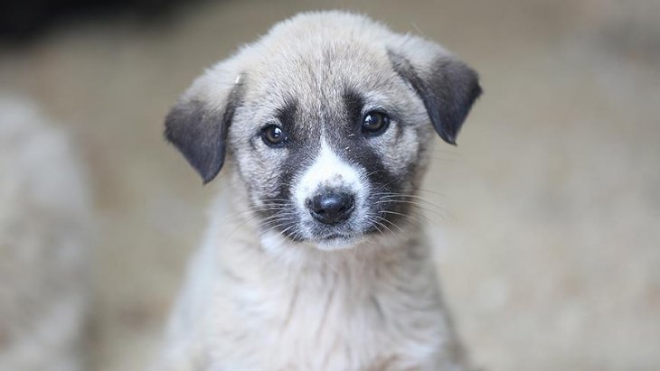 Bakanlık: Konya hayvan bakımevindeki köpeklere muayene yapılacak