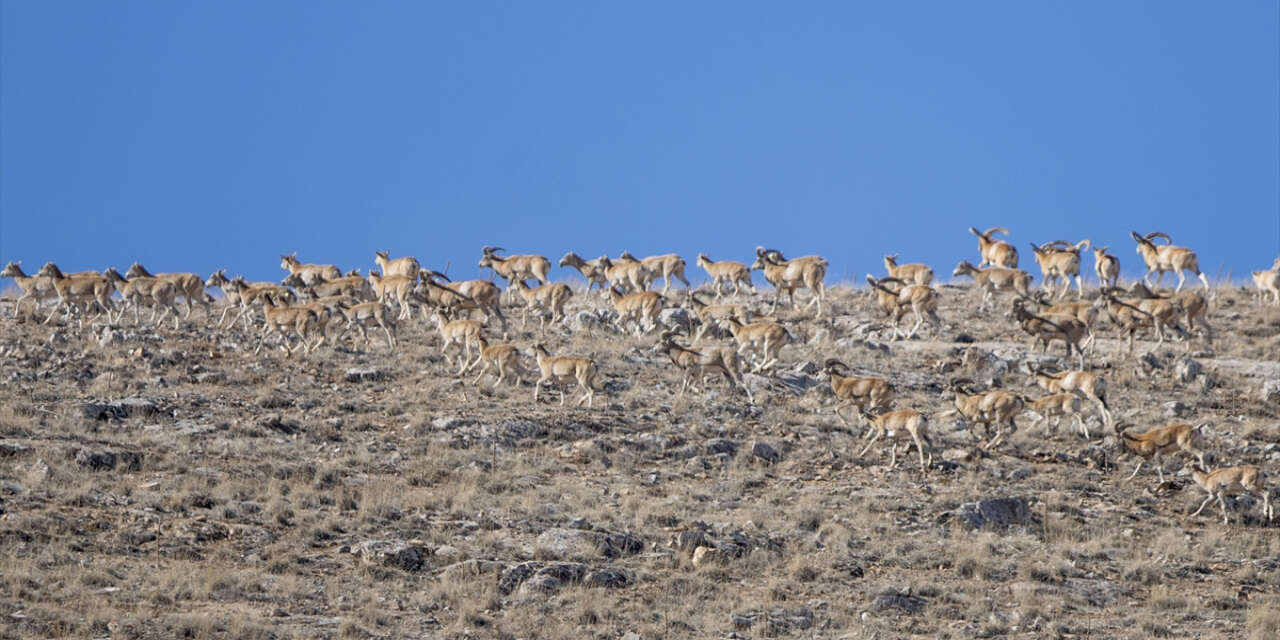Konya’nın altın madeni, 11 bin yıl öncesini günümüze taşıyor