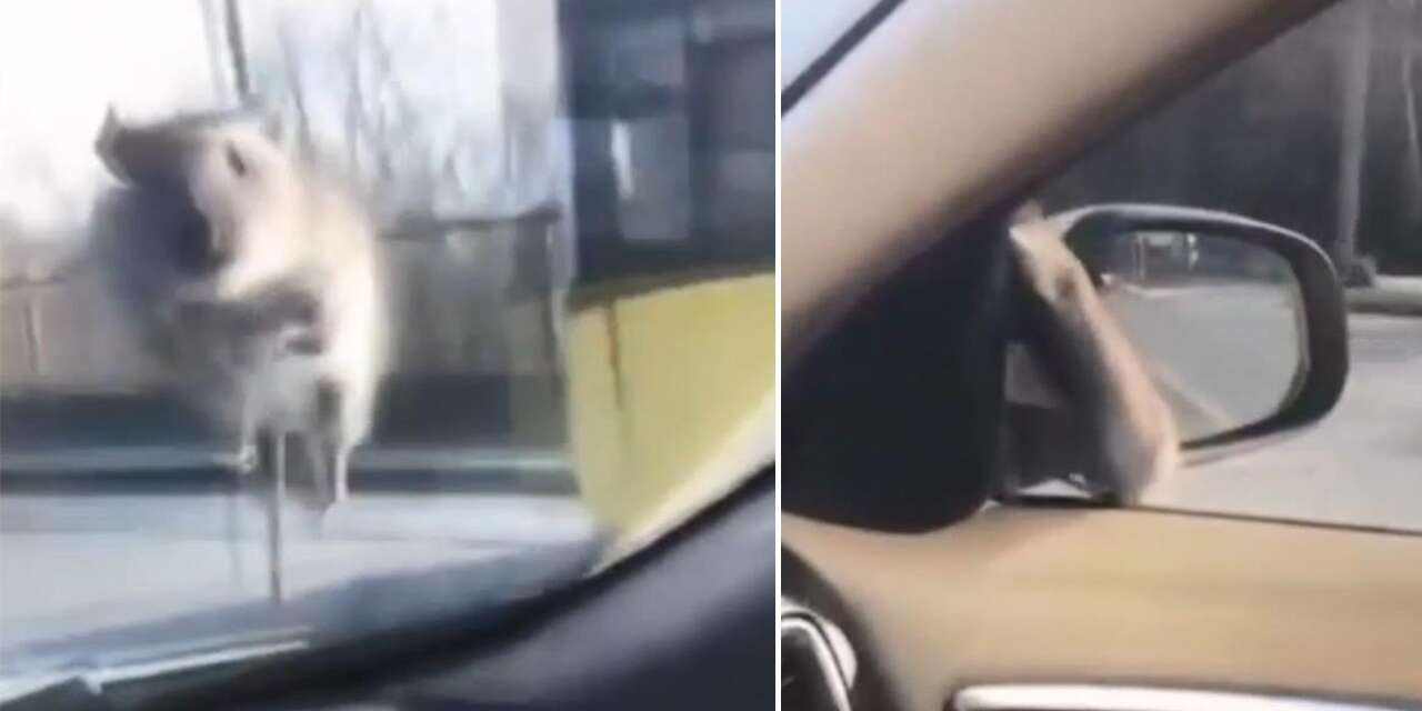 Trafikte ilginç anlar! Aracın camına fare atladı, polisi görünce kaçtı