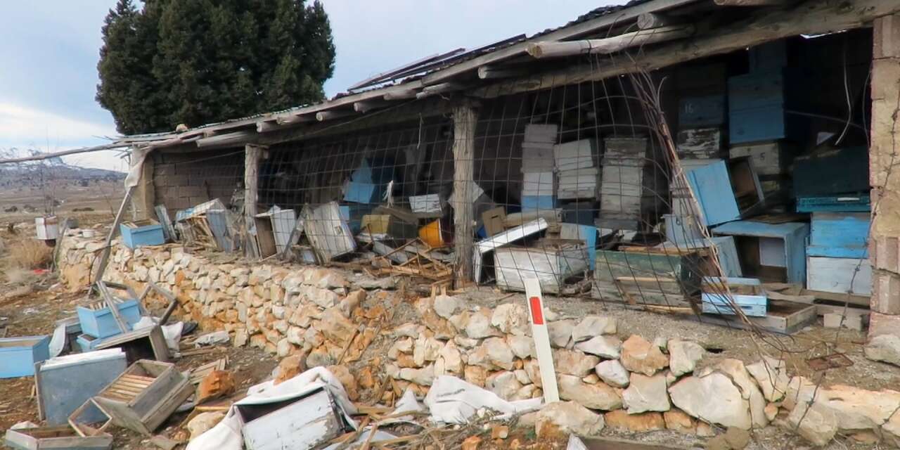 Konya’da ayı paniği! Mahalleli diken üstünde