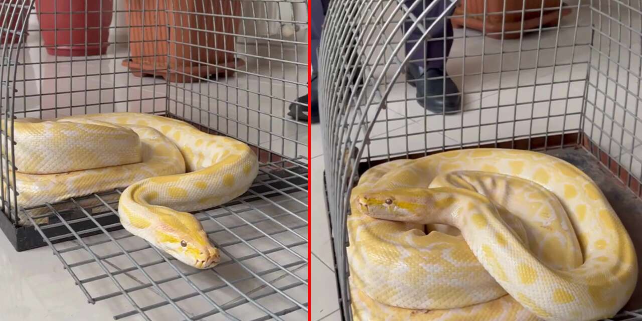 Karatay Hayvanat Bahçesi’nin yeni üyesi olacak! Nesli tükenmek üzere